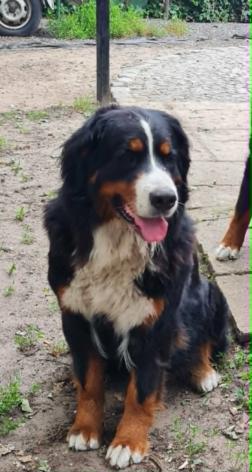 Wynetta van Kennel van Riona