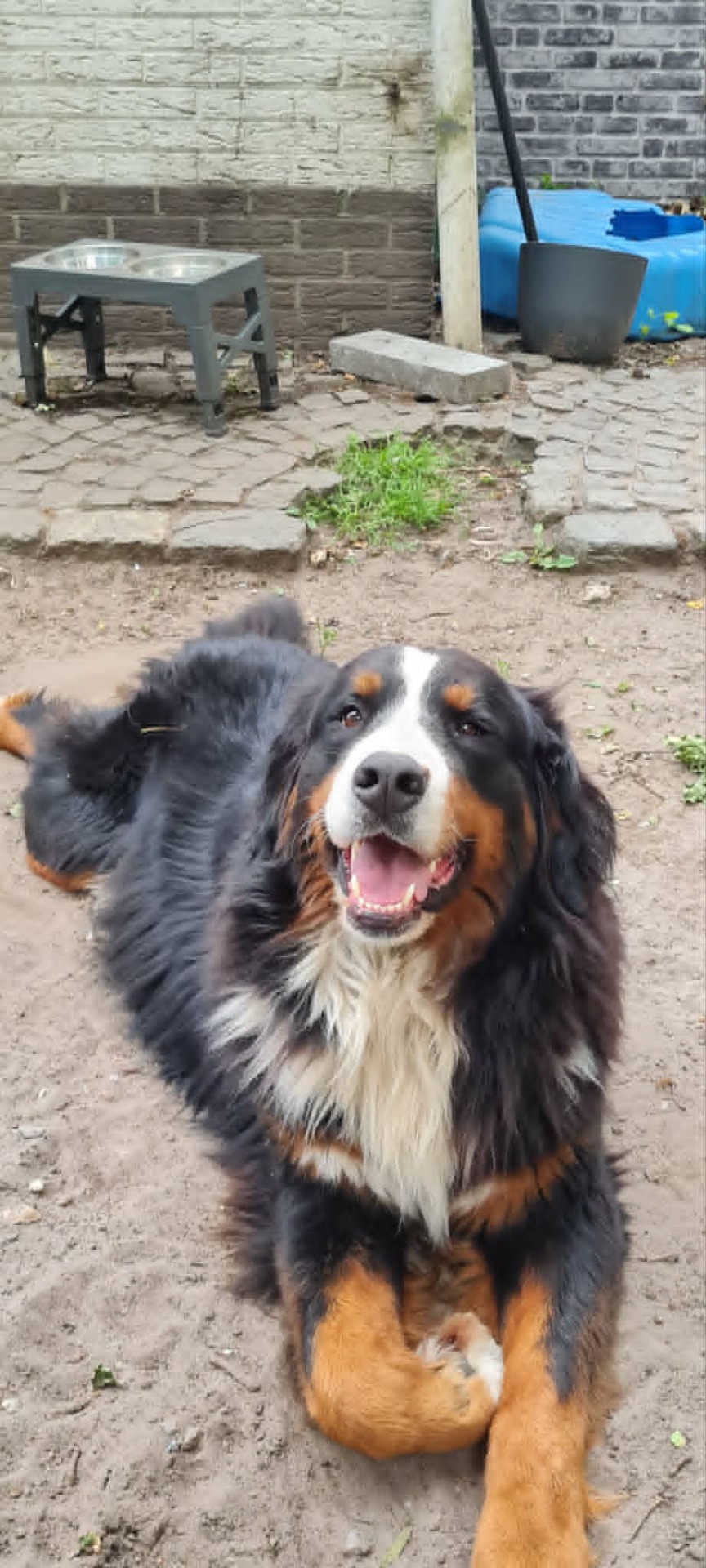 Westa van Kennel van Riona