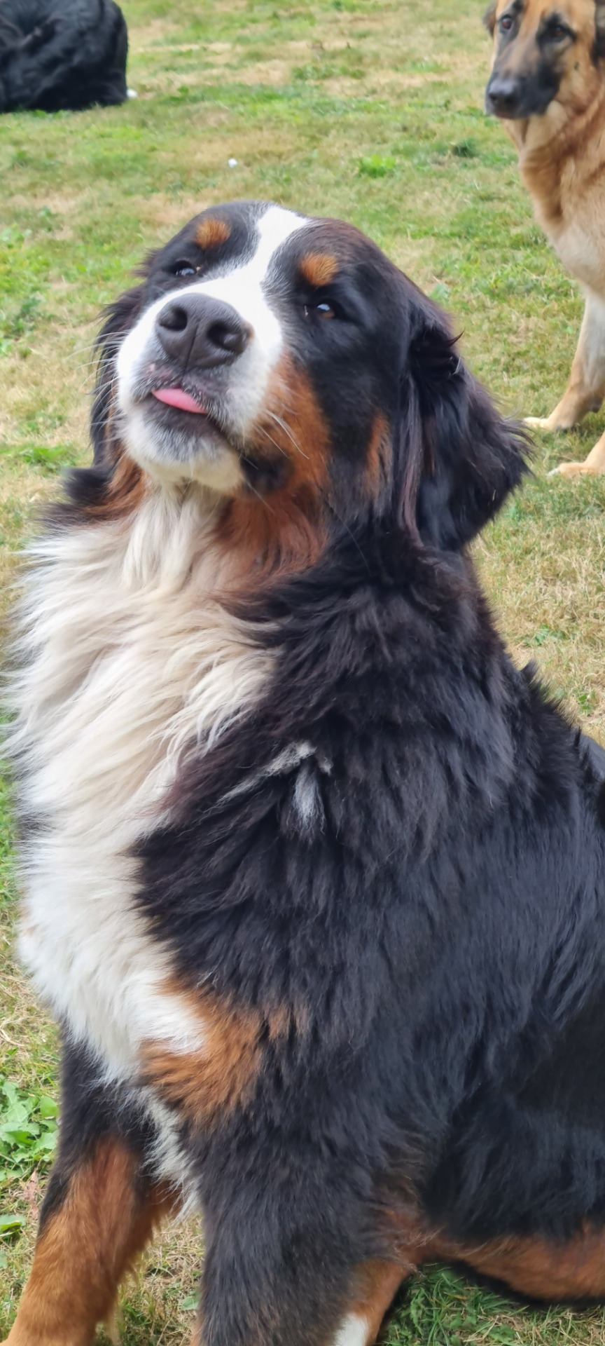 Westa van Kennel van Riona
