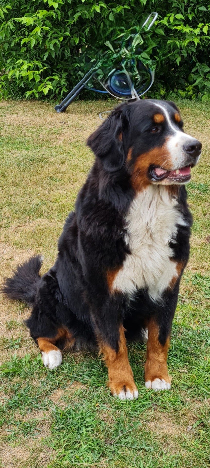Wynetta van Kennel van Riona